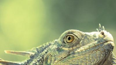 Iguana