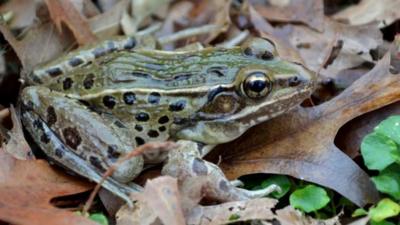 New species of leopard frog found in New York (c) Feinberg et al