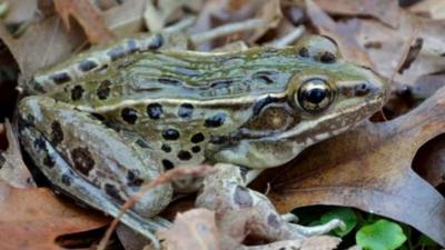 New species of leopard frog found in New York (c) Feinberg et al