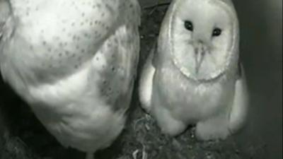 Barn owl nest-box webcam
