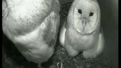 Barnowl nestbox webcam