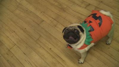 Dog dressed in Halloween costume