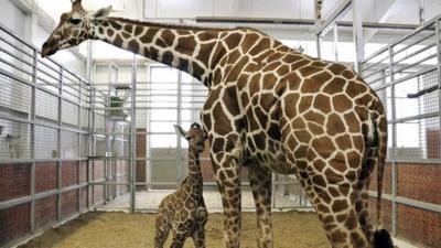 Baby giraffe with Mum