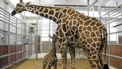 Baby giraffe with Mum