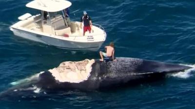 man crouches on dead whale