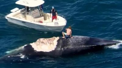 man crouches on dead whale