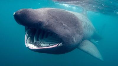 Basking shark