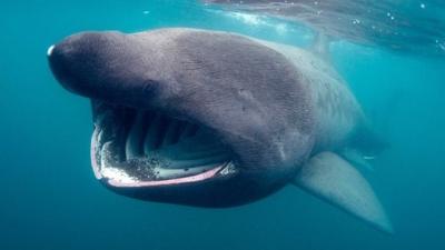 Basking shark