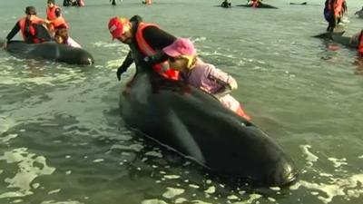 Volunteers helping a beached pilot whale