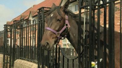 Horse in front garden
