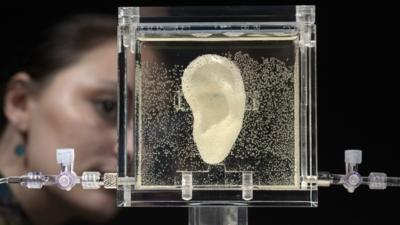 A woman looks at the living replica of Vincent van Gogh's ear