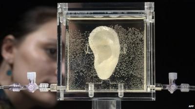 A woman looks at the living replica of Vincent van Gogh's ear