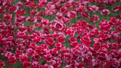 Poppies