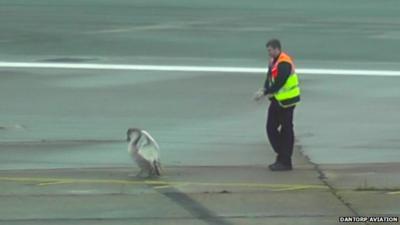 Swan on runway