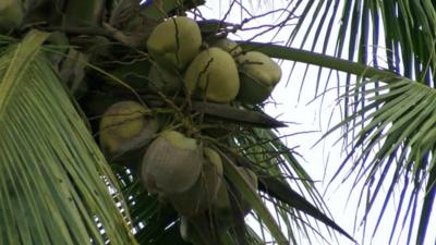 Coconut tree