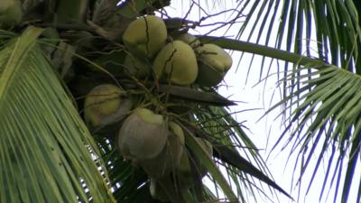 Coconut tree