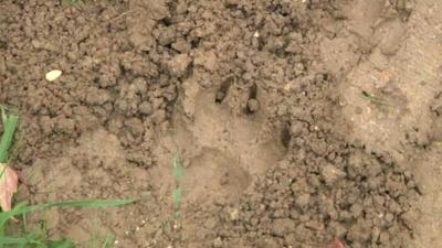 Paw prints at the Ferrieres-en-Brie service station