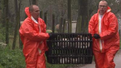 Men in protective suits carrying crate of hens