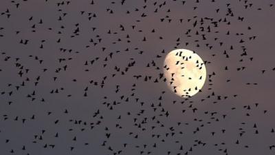 Starlings migrating from northern Europe fly in the sky of Rome with the moon in the background