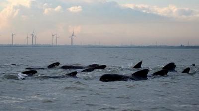 Pod of whales swimming off the Essex coast