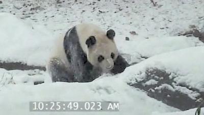 Panda in the snow