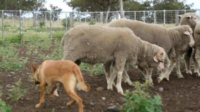 Dog and sheep