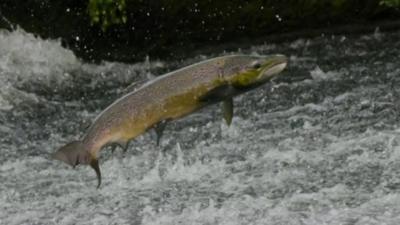 Leaping salmon could become a familiar sight