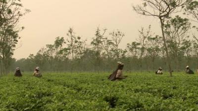 Workers on a tea plantation