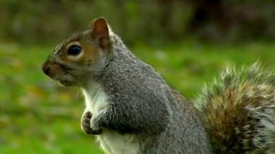 Grey squirrel