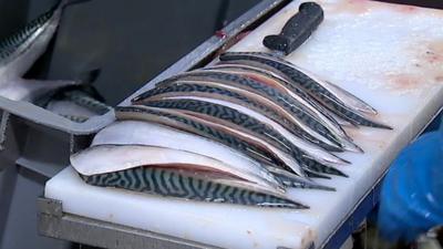 Scottish mackerel