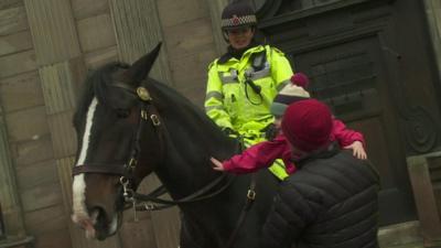 Police horse