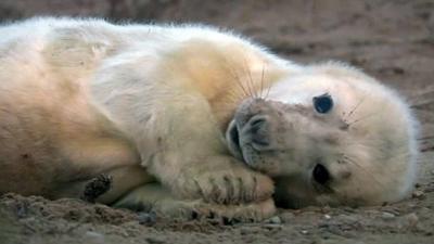 Seal pup at Blakeney