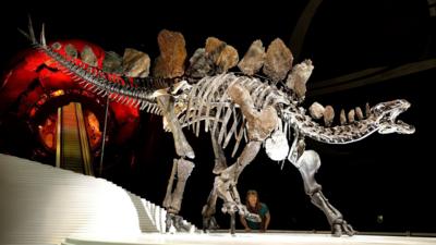 Stegosaurus skeleton on display
