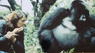 Dian observing a gorilla