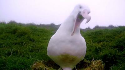 Albatross