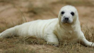 A baby seal pup