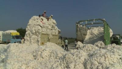 Lorries full of cotton