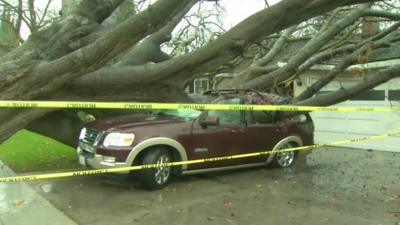 A tree hits a car