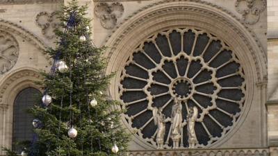 Christmas tree in front of Notre Dame cathedral