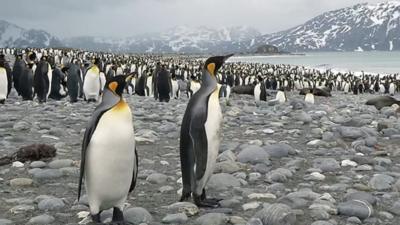 King Penguins in South Georgia