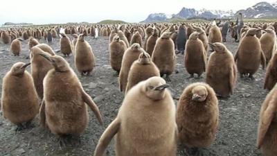 Baby king penguins huddle together in South Georgia