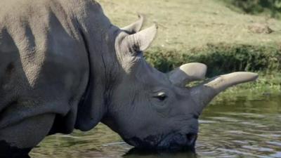 Angalifu, the male white rhino