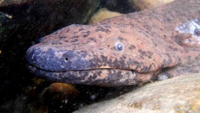 Giant salamander