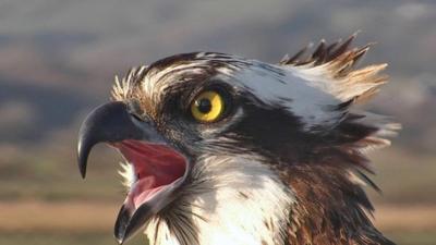 Osprey at the Dyfi Osprey Project