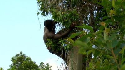 Tanzanian man on tree picking cloves