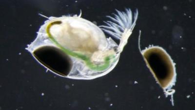 Water fleas seen through a microscope