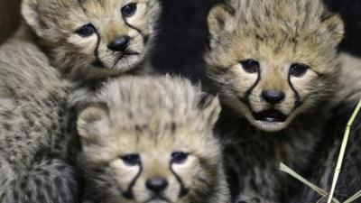 The cheetah cubs