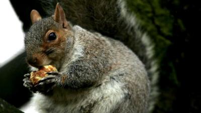 Grey squirrel chews on a nut in Regents' Park, London