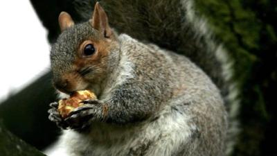 Grey squirrel chews on a nut in Regents' Park, London