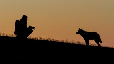 Wolf and photographer